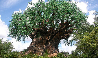 Arriva il primo Elenco degli Alberi Monumentali